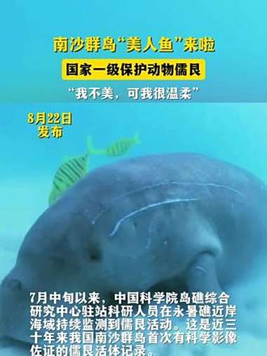 南沙群岛“美人鱼”来啦 国家一级保护动物儒艮“我不美，可我很温柔”