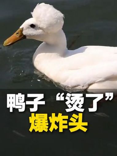 近日 江苏南京。鸭子“烫了”爆炸头?南京玄武湖现“烫头鸭”。网友:Tony老师在吗?给我烫