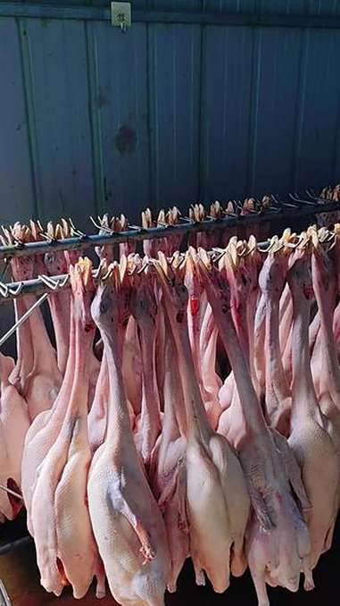 新鲜现杀白条鹅 脆皮烧鹅 广式烧腊 朗德鹅养殖 白条鹅批发