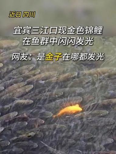 宜宾三江口现金色锦鲤 在鱼群中闪闪发光 秀我中国