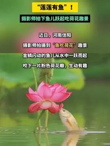 “莲莲有鱼”!摄影师拍下鱼儿跃起吃荷花趣景