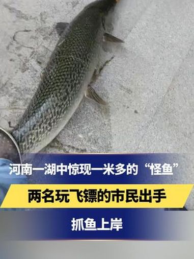 河南一湖中惊现一米多的“怪鱼”两名玩飞镖的市民出手抓鱼上岸 河南 飞镖 鳄雀鳝