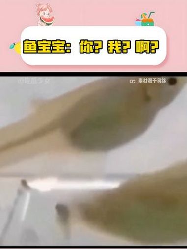 鱼宝宝:你?我?啊?动物的迷惑行为