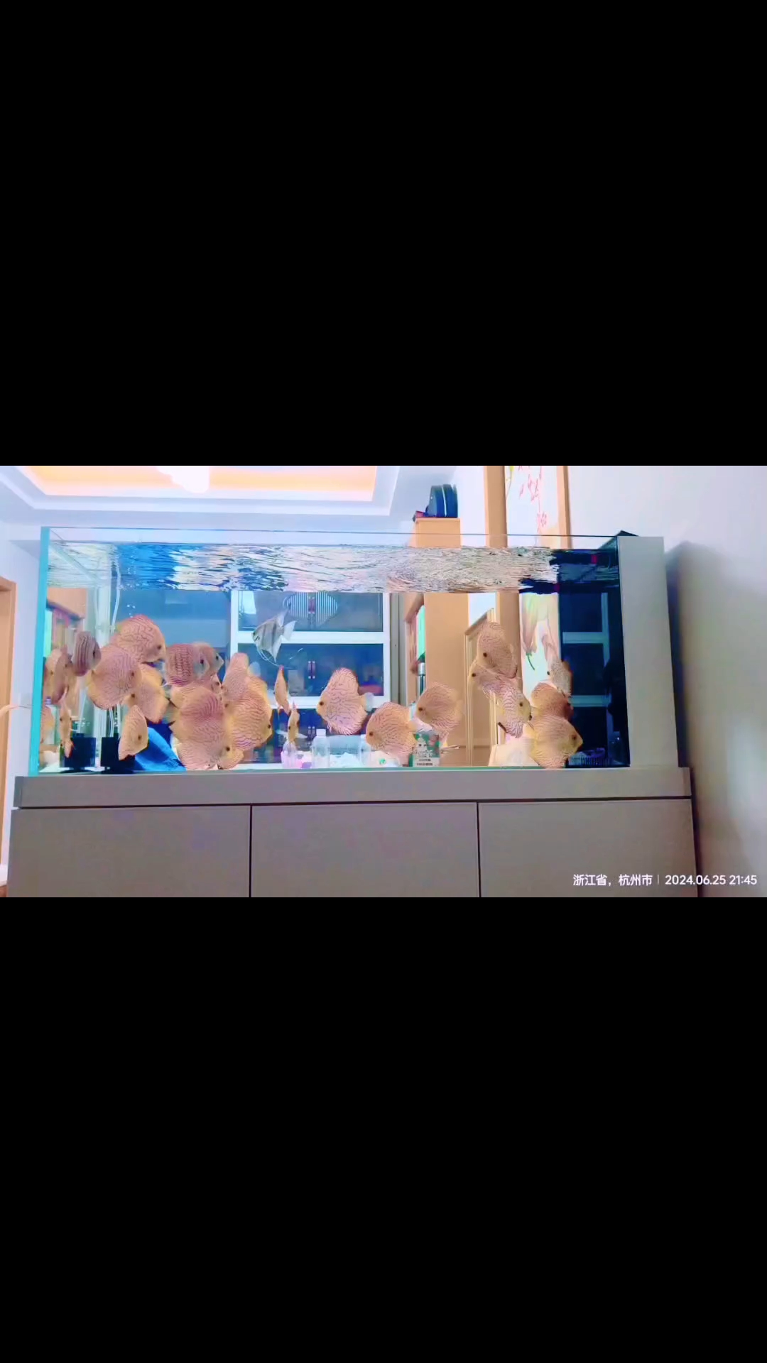 空气缸:七彩神仙鱼之鸽子的风采