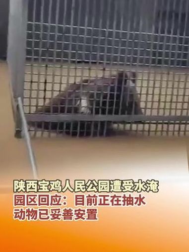 7月17日,陕西宝鸡,暴雨后人民公园遭受水淹,动物们被困水中