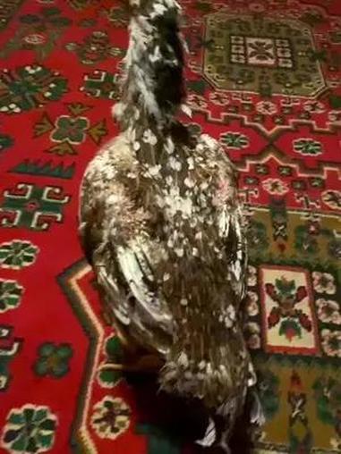 公鸡中的战斗机 网红公鸡