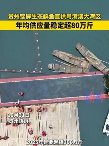 贵州锦屏生态鲜鱼直供粤港澳大湾区 年均供应量稳定超80万斤