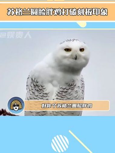 雪鸮:人心中的成见是一座大山……雪鸮 海德薇 哈利波特 娱乐评论大赏 吉利服