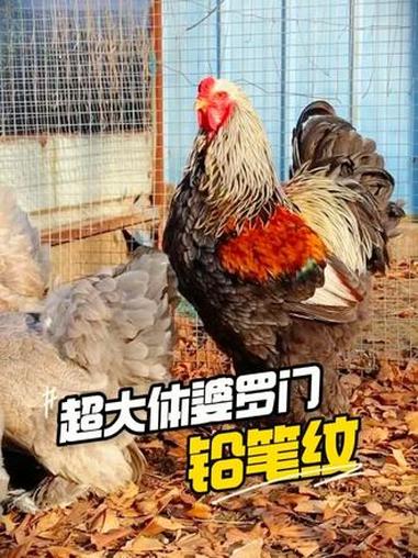 超大体的婆罗门鸡 他来了 #婆罗门鸡 #纯种婆罗门鸡 #观赏鸡 #婆罗门种蛋 #抖音养鸡人