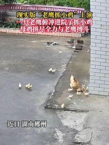 现实版“老鹰抓小鸡”上演,一只老鹰俯冲进院子抓小鸡,母鸡拼尽全力与老鹰搏斗