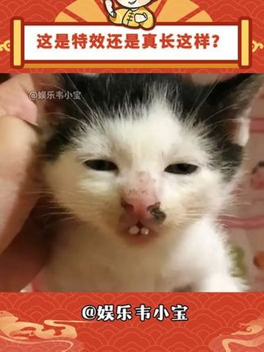 这是特效还是真长这样?神奇动物 万万没想到 小猫 萌宠 内容启发搜索