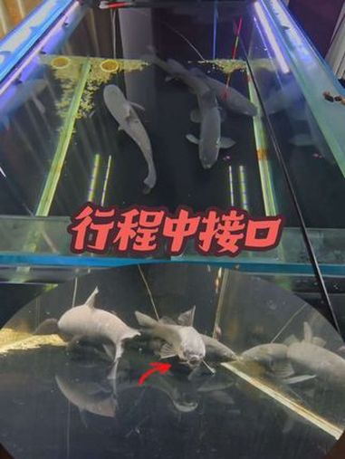 行程中的接口原来是这样 黑坑青鱼 钓青鱼