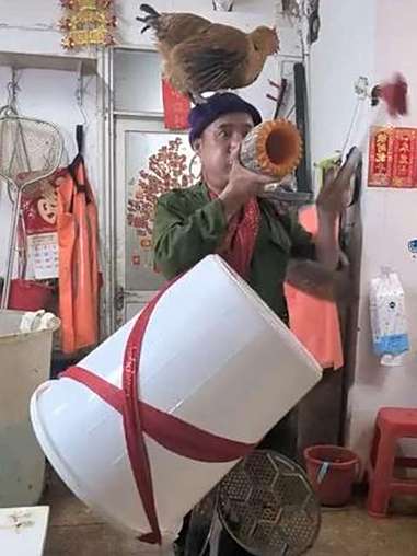今天家里的大公鸡,又来大用场了