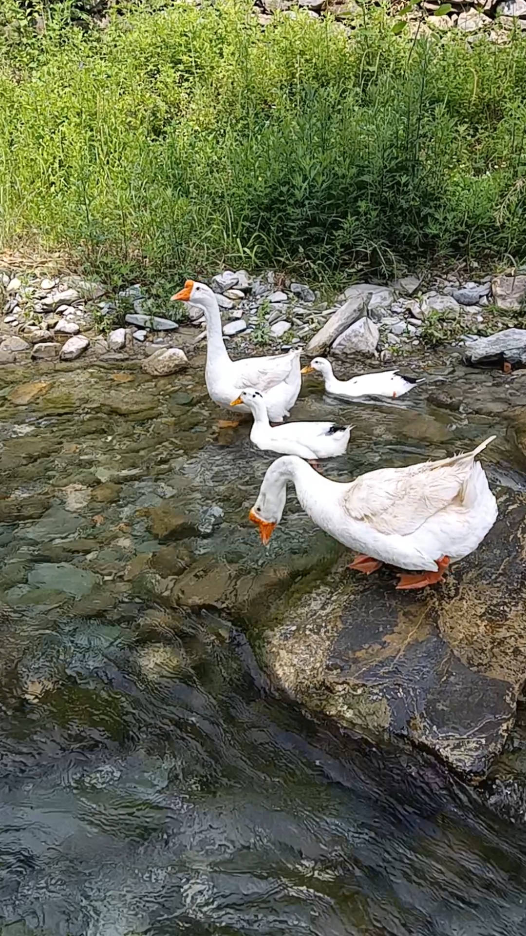 鹅鹅鹅,一群大白鹅