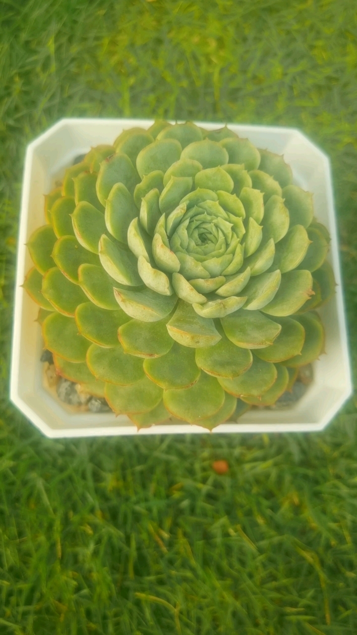 朱砂痣多肉