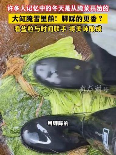 许多人记忆中的冬天是从腌菜开始的!大缸腌雪里蕻!脚踩的更香?(记者:孙建见 制作:垚垚)腌