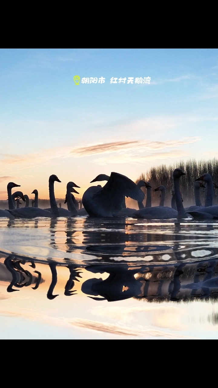 朝阳市:红村天鹅湾