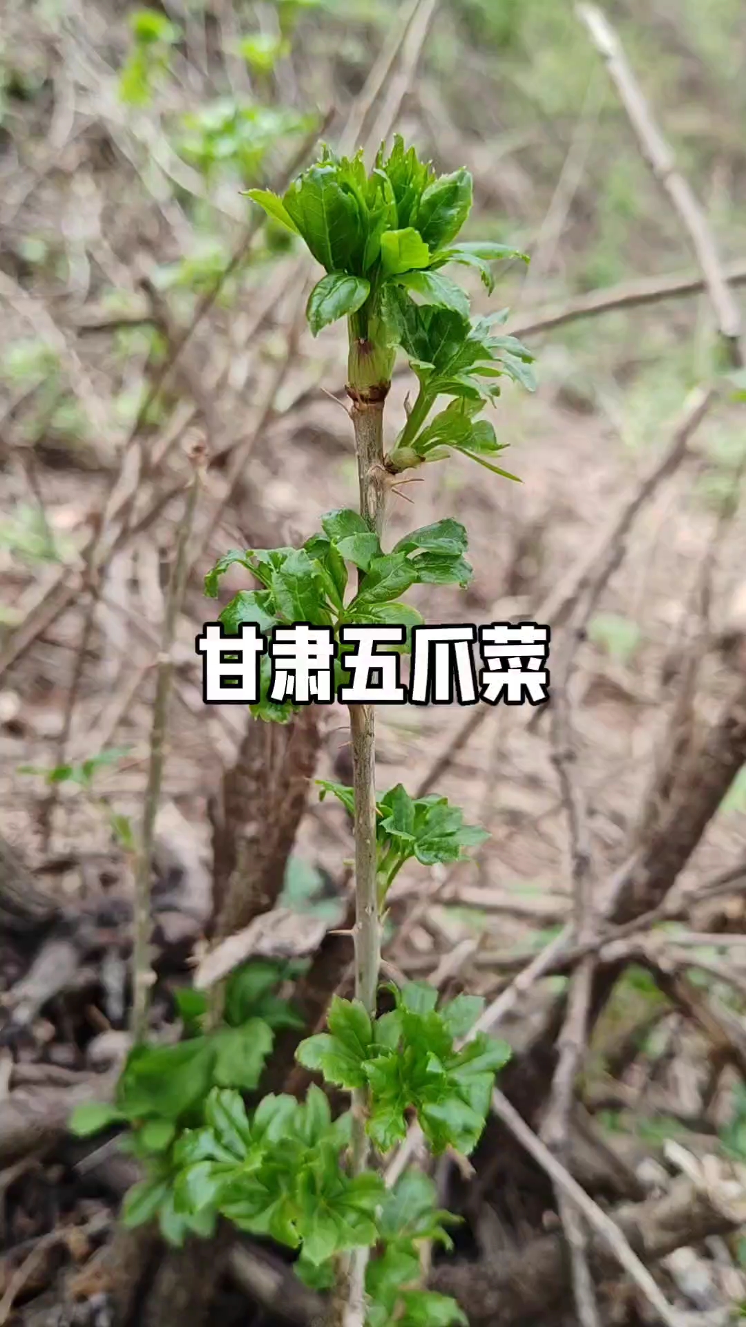 大西北独有的野菜五爪菜,有吃过的吗?