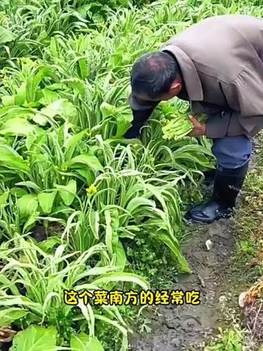 这个菜您吃过吗，它就是柳叶菜心