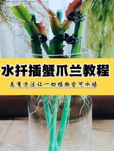 水扦插蟹爪兰水培教程方法教学,四季可扦插 你们要的蟹爪兰水培扦插教程来啦,这么简单的水扦插