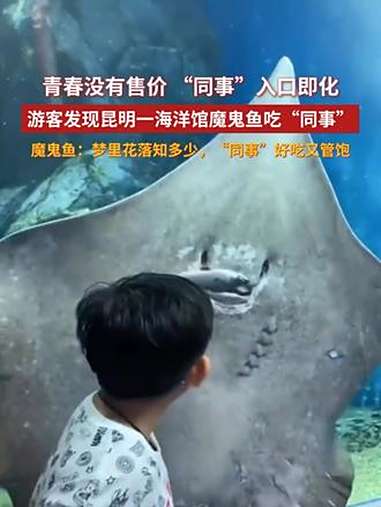 游客发现昆明一海洋馆魔鬼鱼吃“同事”,工作人员:它是惯犯了!有一种叫云南的生活 魔鬼鱼吃同