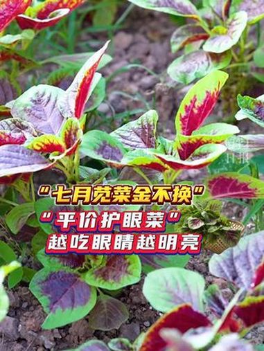 “七月苋菜金不换”,“平价护眼菜”越吃眼睛越明亮 苋菜