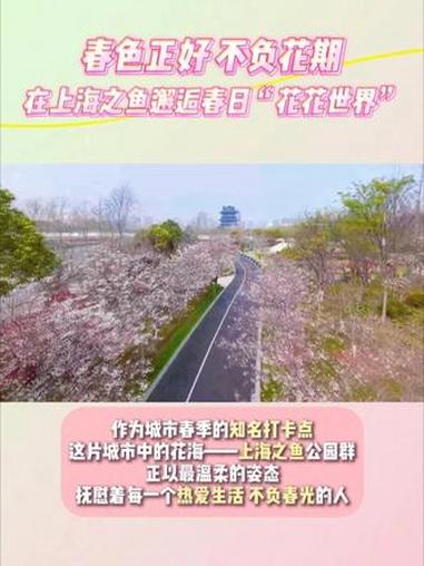春色正好 不负花期!在#上海奉贤 上海之鱼邂逅#春日 “花花世界”「视频制作:王家大(实习