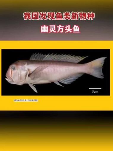 我国发现鱼类新物种,幽灵方头鱼 社会百态