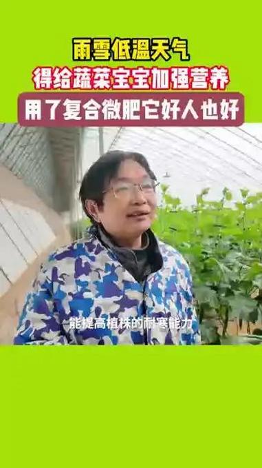 雨雪低温天气 得给蔬菜宝宝加强营养