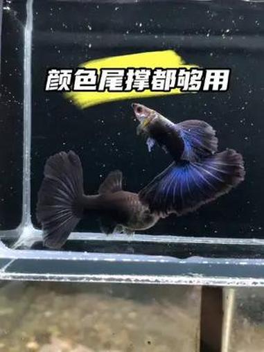 大耳朵亮蓝蓝礼服种鱼。身型、比例、颜色、状态,月份都够用,后期还会更美 观赏鱼 孔雀鱼 养