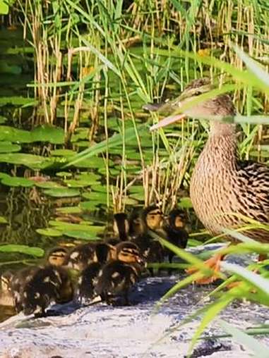 保护野生动物共享和谐家园 原创视频 野鸭 手机摄影 荷塘美景 野生动物零距离