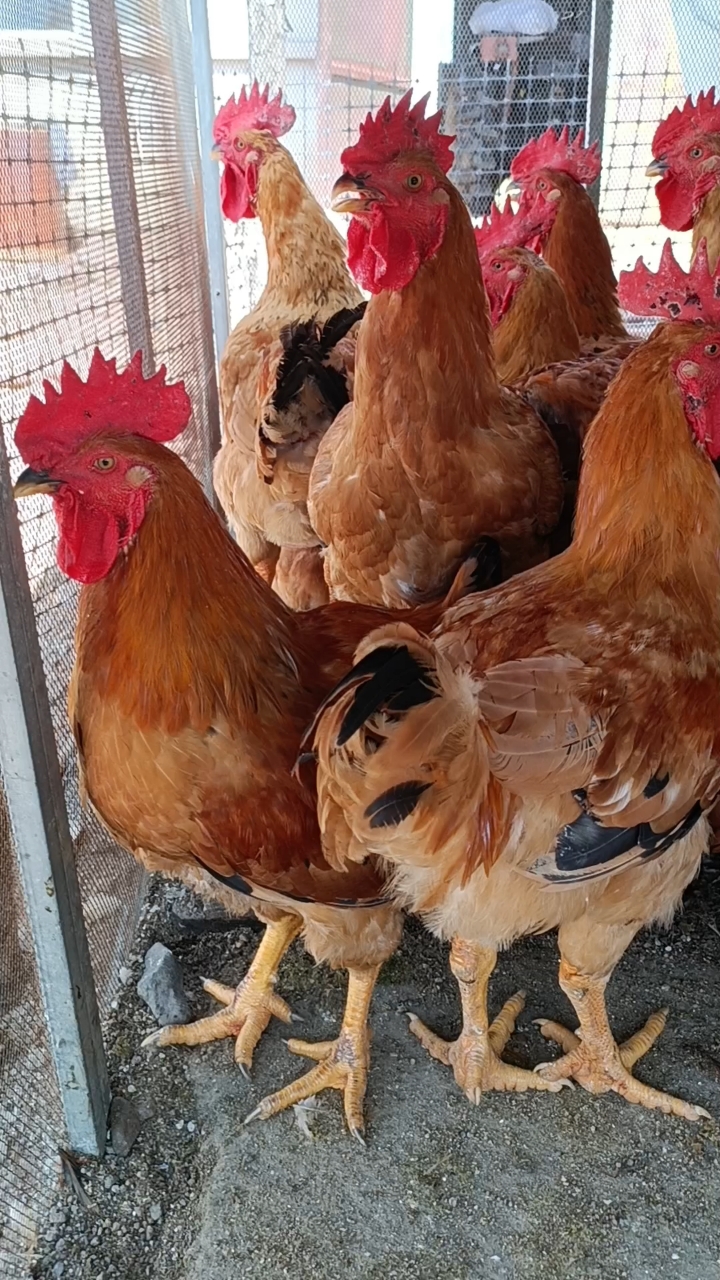 家养大公鸡九斤红