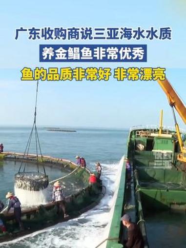 广东收购商说三亚海水水质养金鲳鱼非常优秀,鱼的品质非常好、非常漂亮。#三亚(来源:快看三亚
