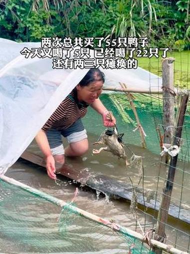 今天鸭子又噶了5只，前后一共买了55只鸭苗，到现在已经噶掉22只了。还有两三只已经瘫痪了，