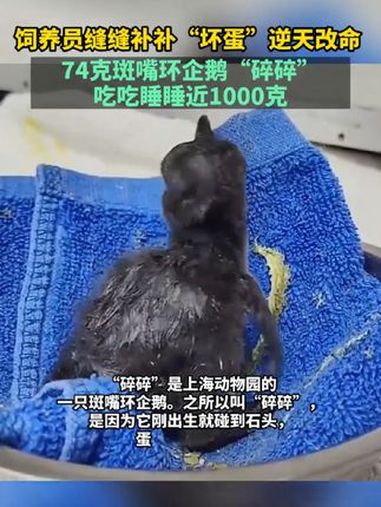 饲养员缝缝补补“坏蛋”逆天改命,74克斑嘴环企鹅“碎碎”吃吃睡睡近1000克