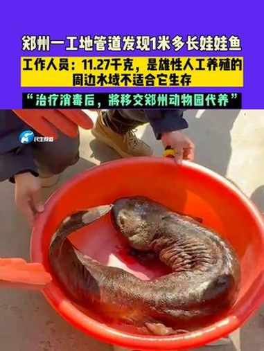 3月18日,郑州一工地管道发现1米多长娃娃鱼,工作人员:11.27千克,是雄性人工养殖的,