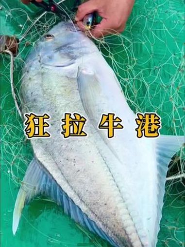 乘风破浪对决钓鱼佬的梦中情鱼,和小黑神竿狂拉黄金牛港做刺身暴击鲜甜味蕾!钓鱼人 牛港鲹 海