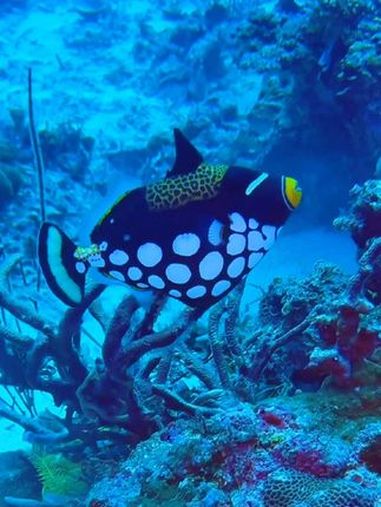 一起看看海底世界那些 奇妙的海洋生物 鱼儿自由自在的海中游 蓝色治愈系 海底真实视频