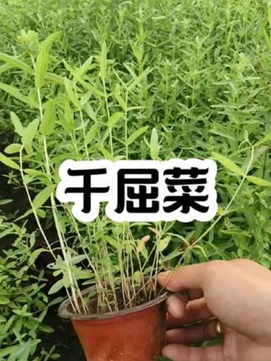 千屈菜是一种多年生湿生草本植物,别名水枝柳、水柳、对叶莲、对牙草、铁菱角、马鞭草、败毒草等