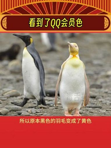 起猛了,看到了QQ会员色的企鹅了 娱乐评论大赏