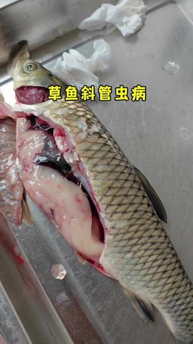 草鱼 斜管虫 呼吸障碍 靠边