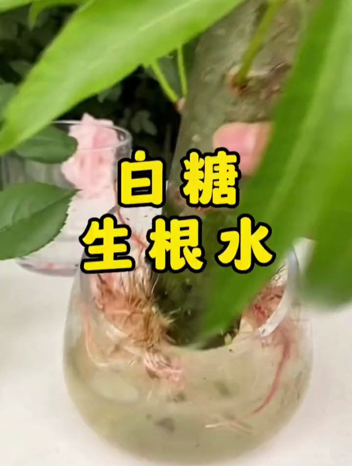 又快又省事的生根水制作方法来了