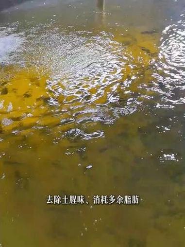循环水养的鱼还需要吊水吗 循环水养的鱼还是需要吊水的,只是吊水周期很短#循环水养殖 #吊水