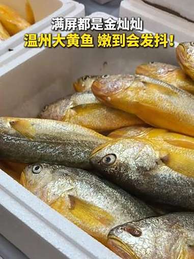 满屏都是金灿灿 温州大黄鱼 嫩到会发抖!温州大黄鱼 浙江美食 吃鱼 美食分享官