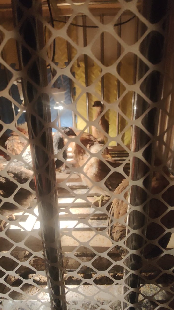 小鸡又长了一圈,那个笼子装不下了,又进大笼子了