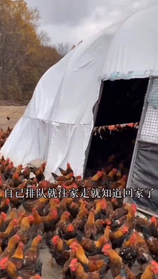 农村养殖家禽,散养红毛大公鸡