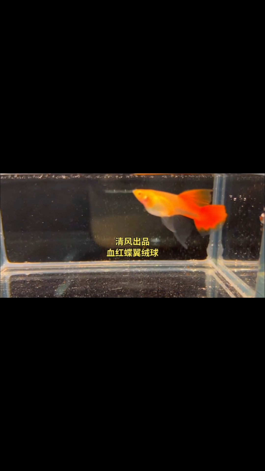 精品血红孔雀鱼