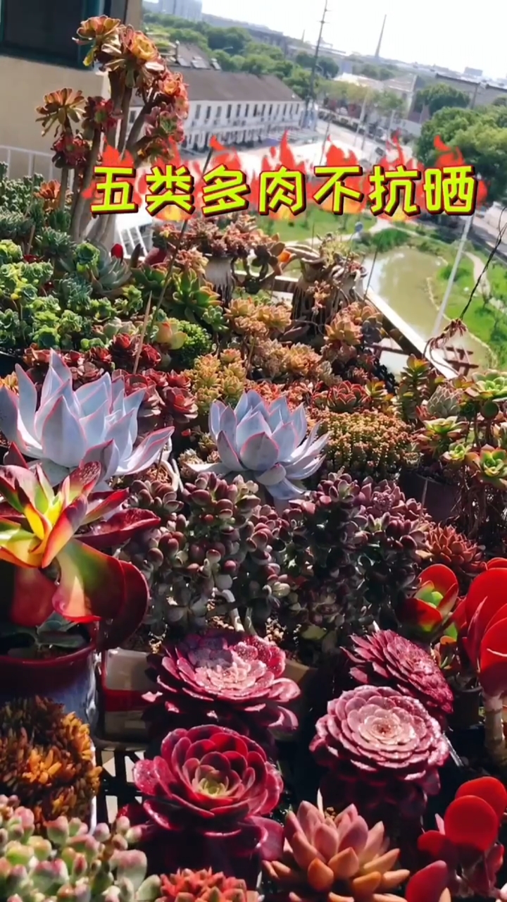 多肉植物养护小常识!