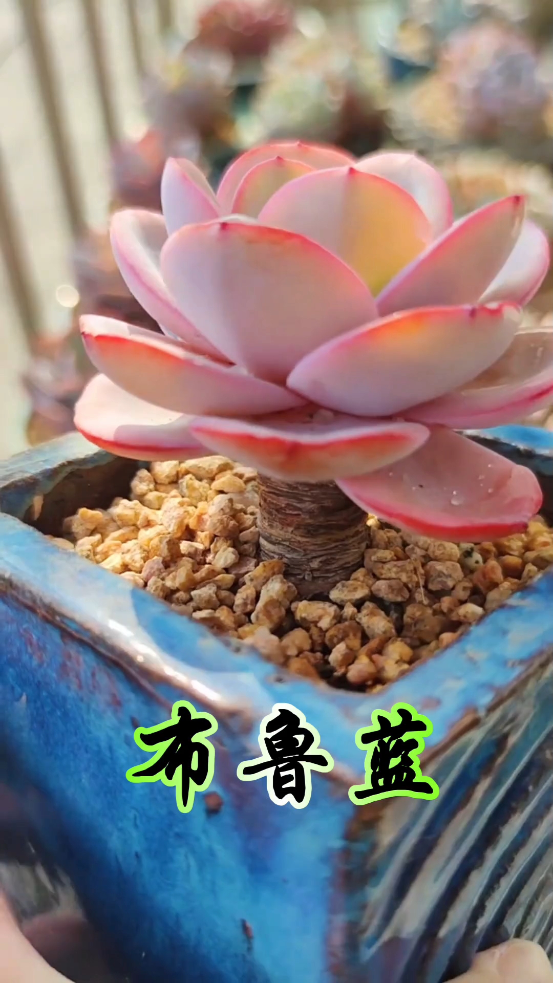 多肉植物控养才会更美!