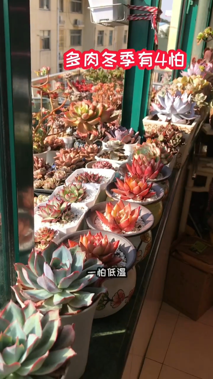 多肉植物养护小常识!